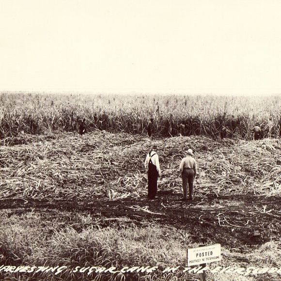 RPPC - Harvesting Sugar Cane in The Everglades - Florida M2303 - Picture 1 of 2